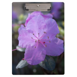 Pranchetas elegantes, bonito flores de azálea primavera púrpu