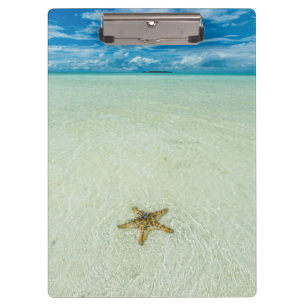 Pranchetas Estrela-do-mar em água rasa, Palau