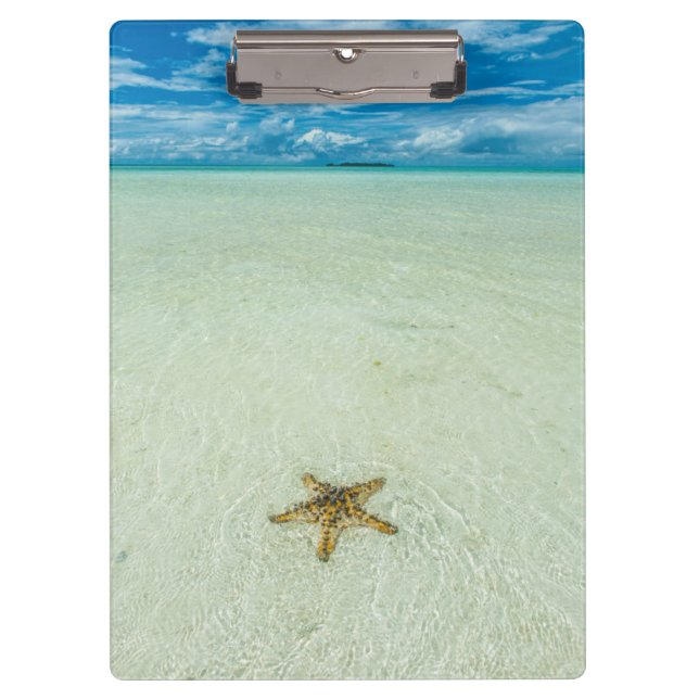 Pranchetas Estrela-do-mar em água rasa, Palau (Frente)