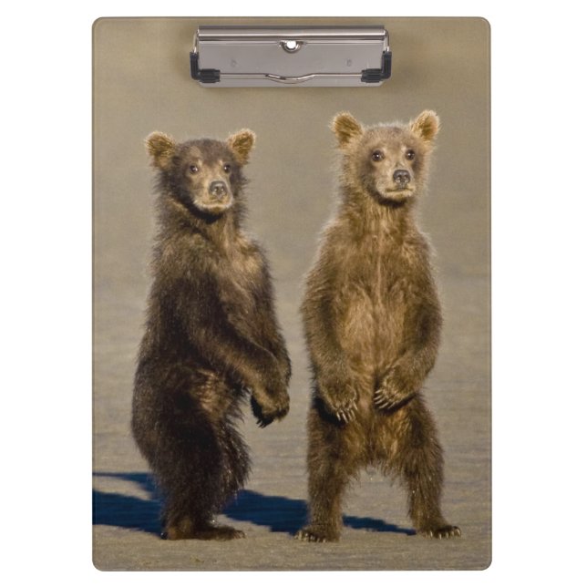 Pranchetas EUA. Alasca. Filhotes de Urso Pardo Costeiro (Frente)