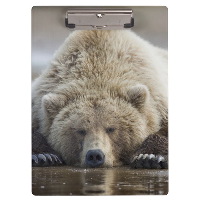 Pranchetas EUA, Alasca, Parque Nacional Katmai, Urso Pardo (Frente)