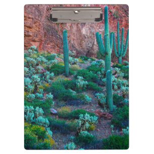 Pranchetas EUA, Arizona. Flora do Deserto