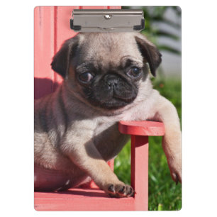 Pranchetas EUA, Califórnia. Pug Filhote Desleixado