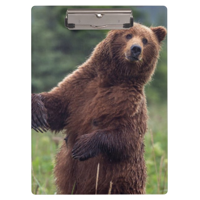 Pranchetas EUA, sudeste do Alasca, Urso Pardo e filhote (Frente)