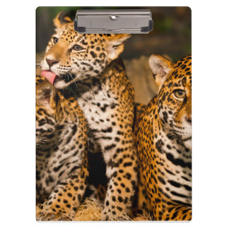 Pranchetas Família Jaguar