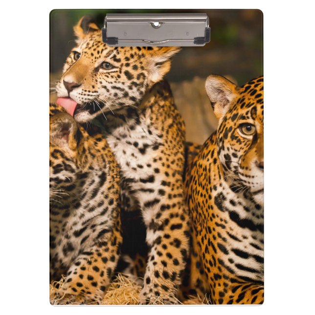 Pranchetas Família Jaguar (Frente)