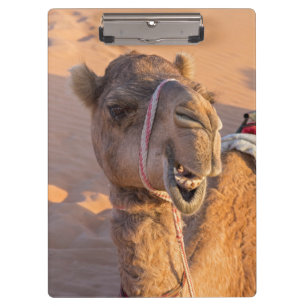 Pranchetas Fechamento da cabeça de camelo engraçada no desert