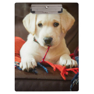 Pranchetas Filhote de cachorro das imagens de Getty em um