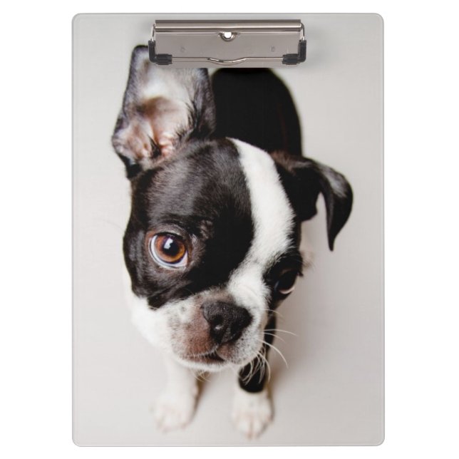Pranchetas Filhote de cachorro de Edison Boston Terrier (Frente)
