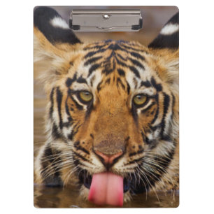 Pranchetas Filhote de tigre-de-bengala-real, bebendo água