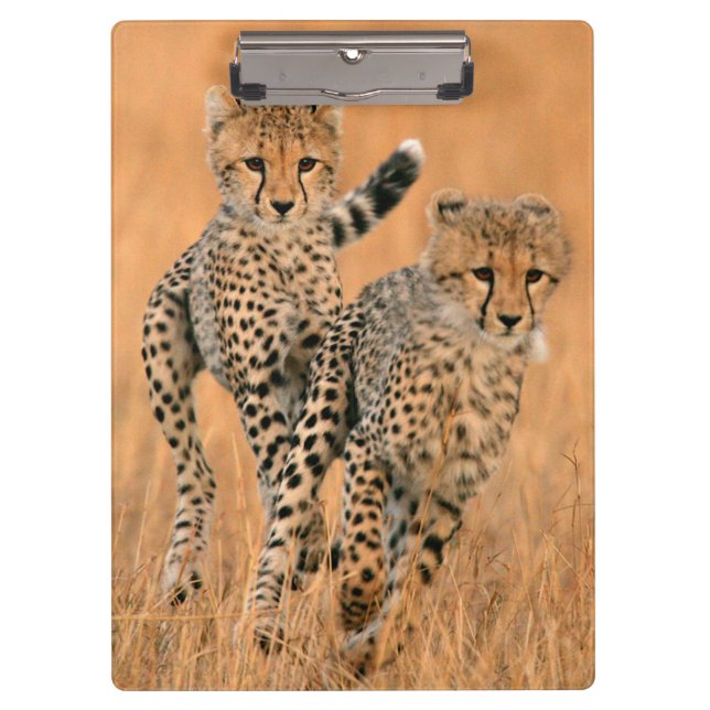 Pranchetas Filhotes de Guepardos (Acinonyx Jubatus) Correndo (Frente)