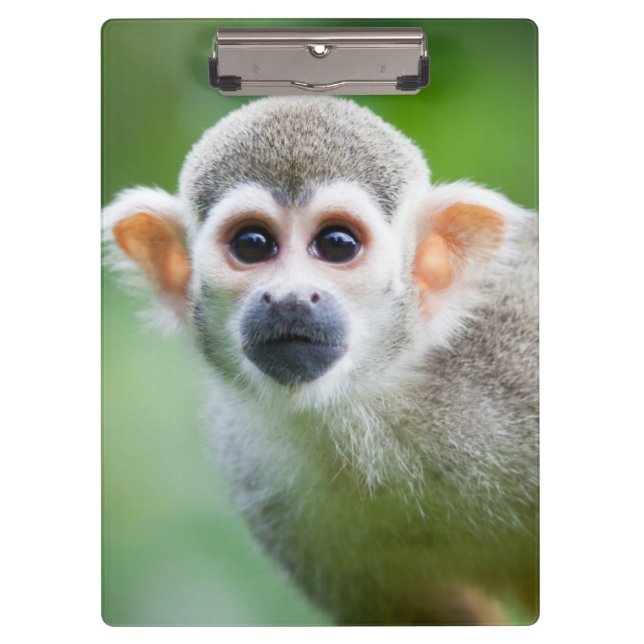 Pranchetas Fim-acima de um macaco de esquilo comum (Frente)