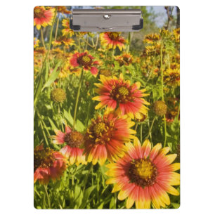 Pranchetas FireWheers Gaillardia pulchella) flores silvestres