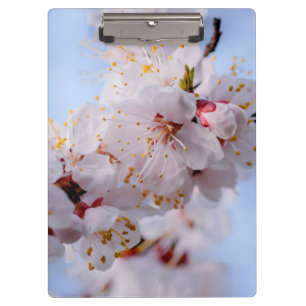 Pranchetas Flor Apricot Japonês