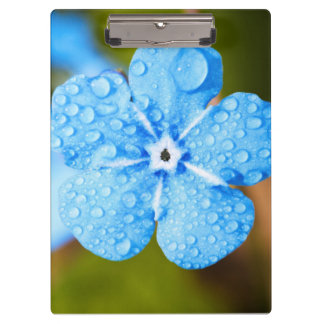 Pranchetas Flor azul de Dewey