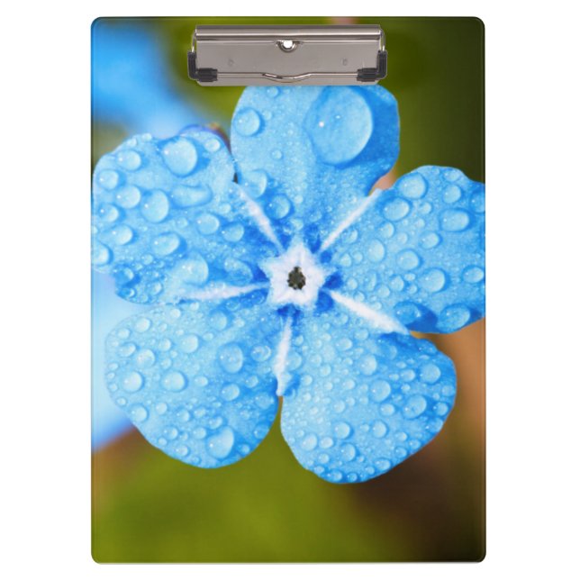 Pranchetas Flor azul de Dewey (Frente)