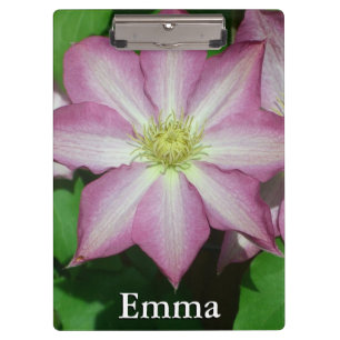 Pranchetas Flor cor-de-rosa e branca do primavera do Clematis