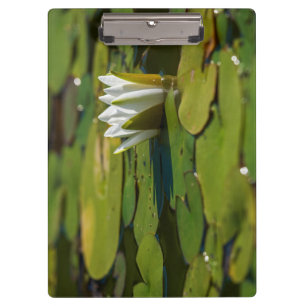 Pranchetas Flor de água