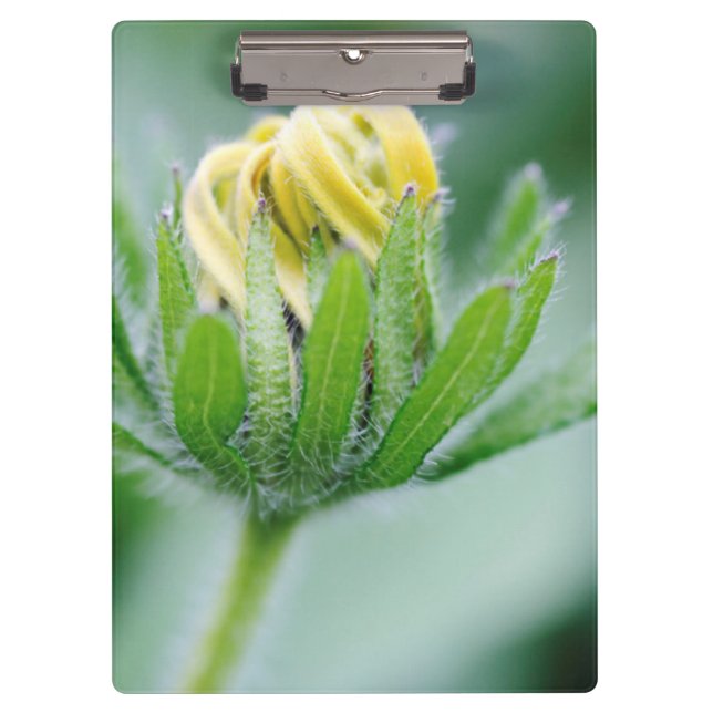 Pranchetas Flor de Cone Flower em Flor (Frente)
