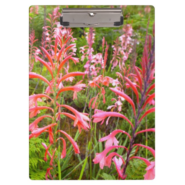 Pranchetas Flor de Lírio Bugle (Watsonia), Cabo Oriental (Frente)