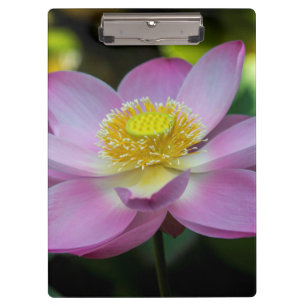 Pranchetas Flor de lótus florescente, Indonésia