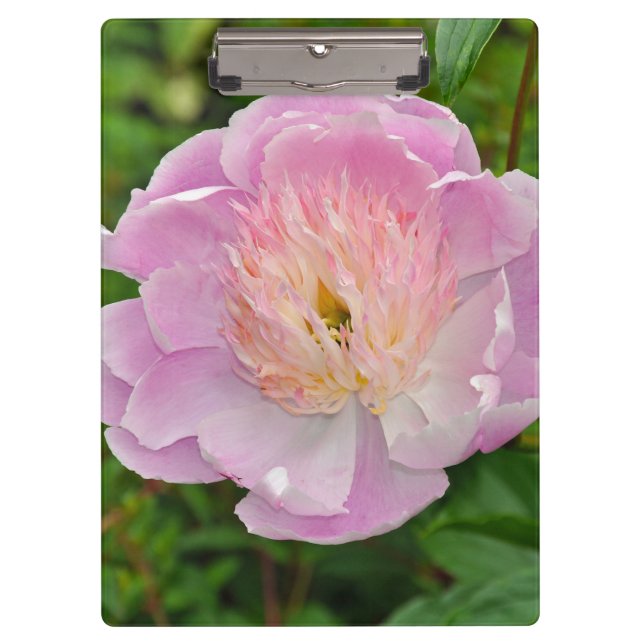 Pranchetas Flor de pedônia rosa (Frente)