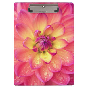 Pranchetas Flor rosa coral dahlia