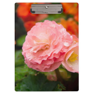 Pranchetas Flor rosa delicada após a chuva