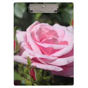 Pranchetas flor rosa perfeita, rosa rosa e botões. amor, frei