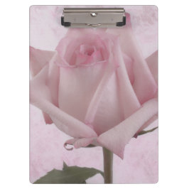 Pranchetas Flor Rosa Rosa Rosa Suave