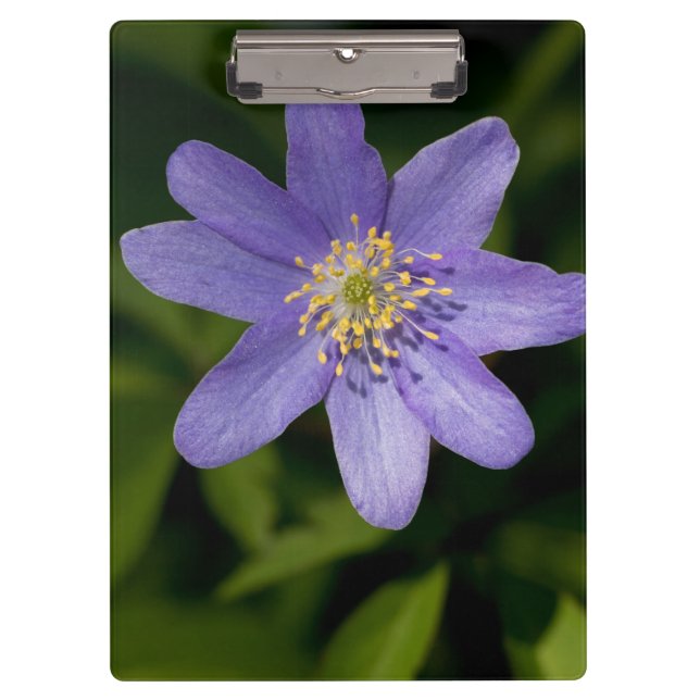 Pranchetas Flor selvagem (Frente)