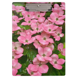 Pranchetas Flores cor-de-rosa do dogwood do kousa