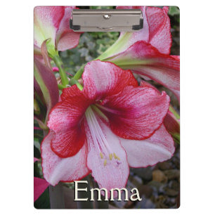 Pranchetas Flores de Férias Vermelhas Amaryllis e Poinsettia