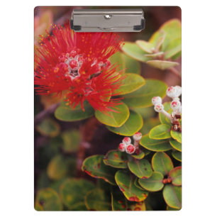 Pranchetas Flores de Lehua no Parque Nacional dos Vulcões do