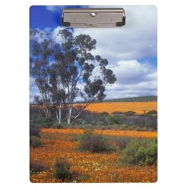 Pranchetas Flores de primavera em Namaqualand, África do Sul (Frente)
