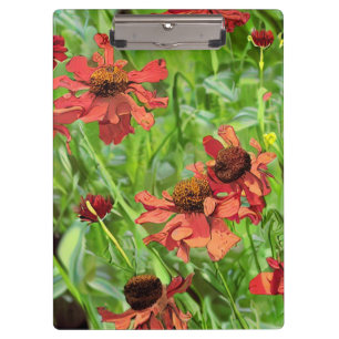 PRANCHETAS FLORES DE RUDBECKIA VERMELHA