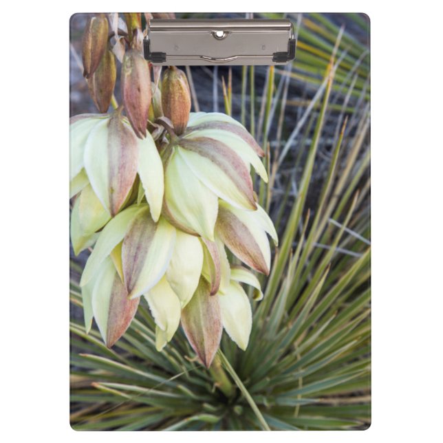 Pranchetas Flores de Soaptree Yucca no Upper Missouri (Frente)
