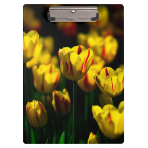 Pranchetas Flores de tulipas amarelas