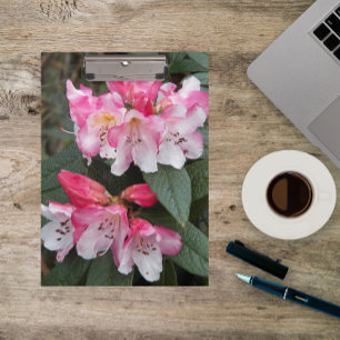 Pranchetas Flores Rosa Rhododendron Florais