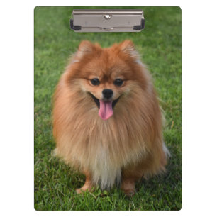 Pranchetas Fluffy Brown Pomeranian Puppy Dog