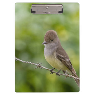 Pranchetas Flycatcher