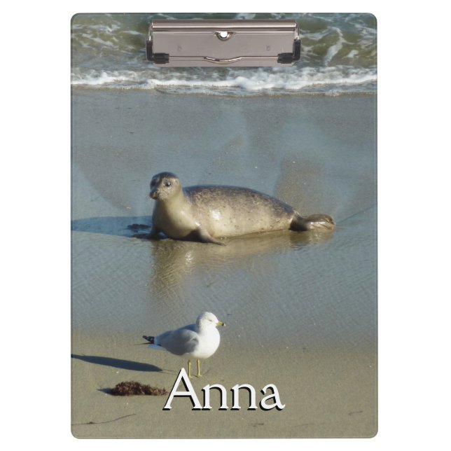 Pranchetas Foca-comum em La Jolla Califórnia (Frente)