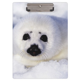 Pranchetas Foca harpa filhote gelo Golfo de São Lourenço,