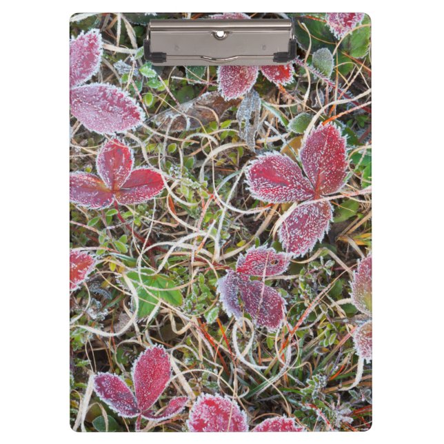 Pranchetas Folhas cobertas de geada, Canadá (Frente)