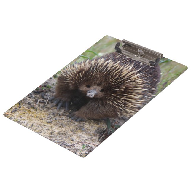 Pranchetas Foto de animal Echidna Cute, australiana (Inclinado)
