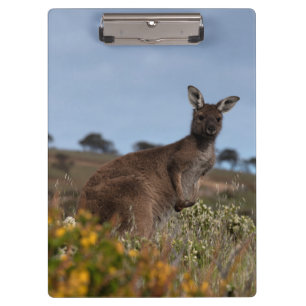 Pranchetas Foto de Kangaroo Austrália