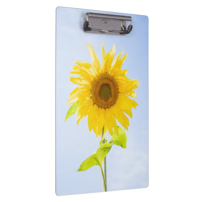 Pranchetas Foto de Sunflower Nature (Direita)