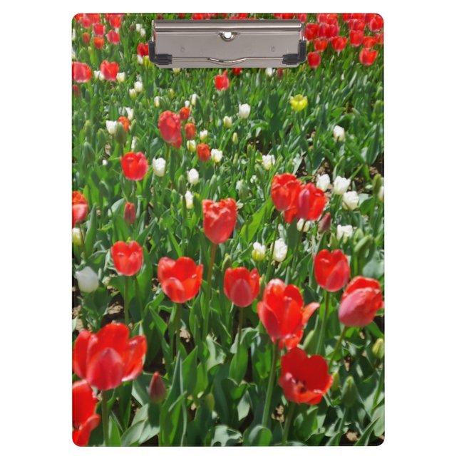 Pranchetas Foto do Campo da Flor Vermelha Tulip (Frente)