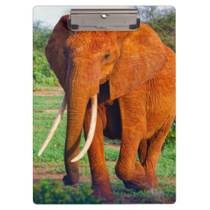 Pranchetas Fotografia do Elefante Africano Adulto