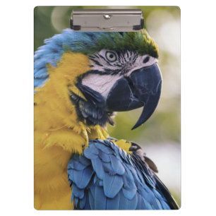 Pranchetas Fotografia do Retrato do Perfil do Macaw